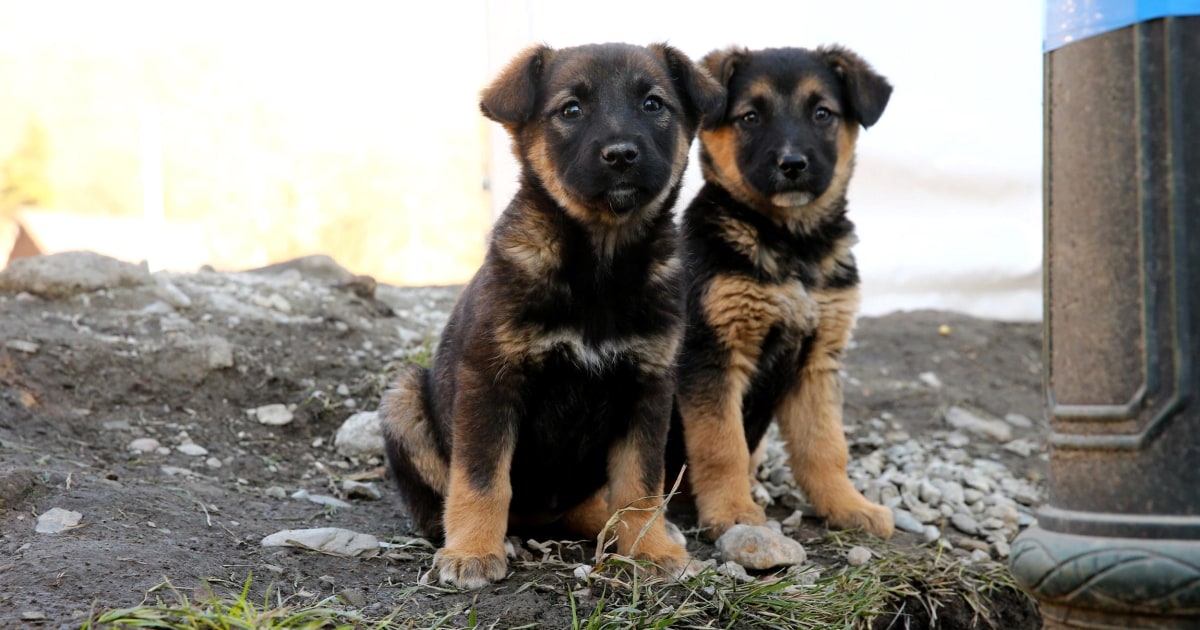 Puppies! U.S. Olympian Hopes to Help Sochi Strays