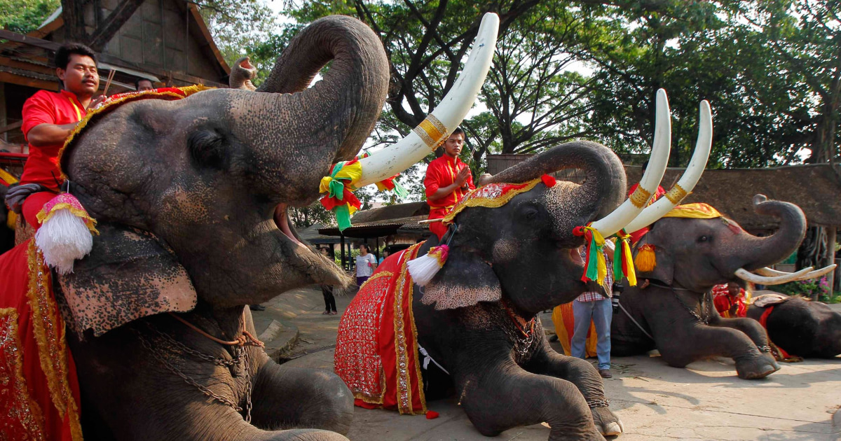 Thailand Celebrates National Elephant Day