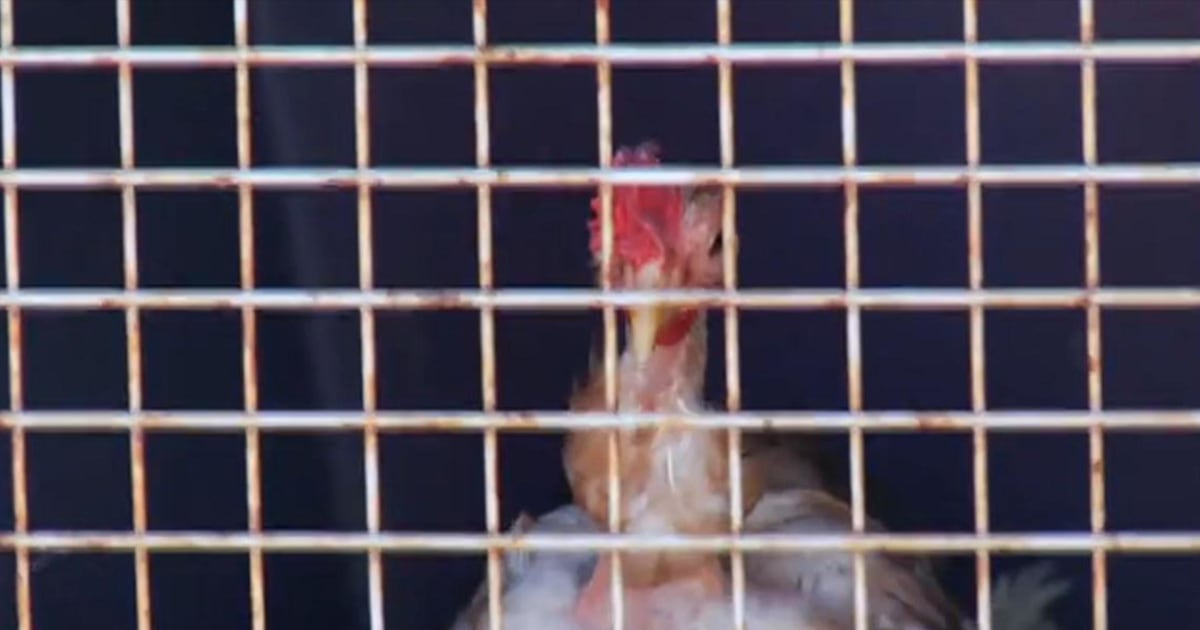 100 Chickens Discovered in Basement