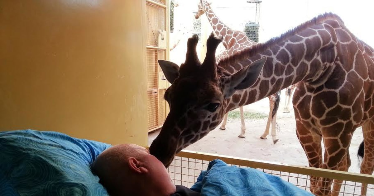7 Stories to Skim: Giraffe Kisses Dying Zookeeper Goodbye