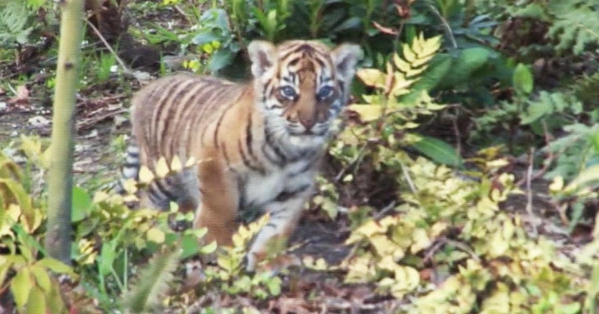 Tiger Cubs Make Debut at London Zoo