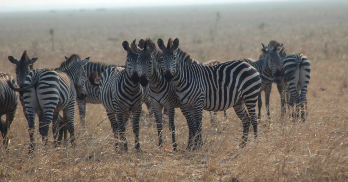 Why Do Zebras Have Stripes? Mystery Solved, Scientists Say