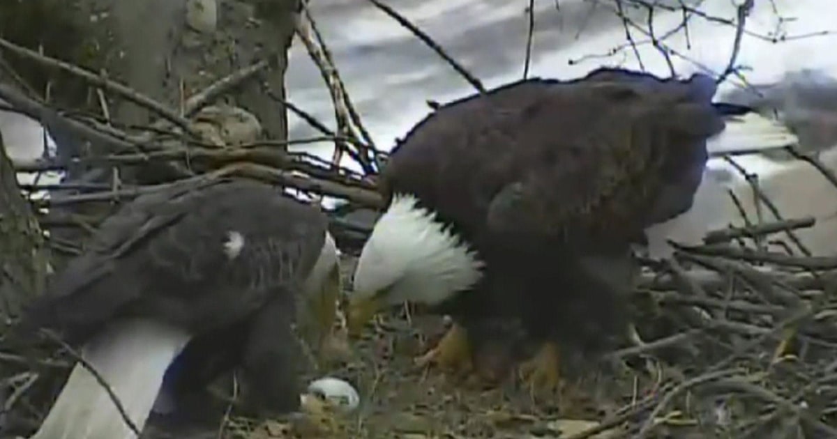 Pittsburgh Eagle Cam: Find Out Why Everyone Is Watching