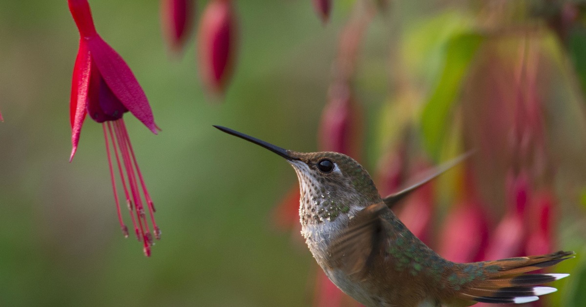 Hummingbird Genes Trace Existence 'on the Extremes'