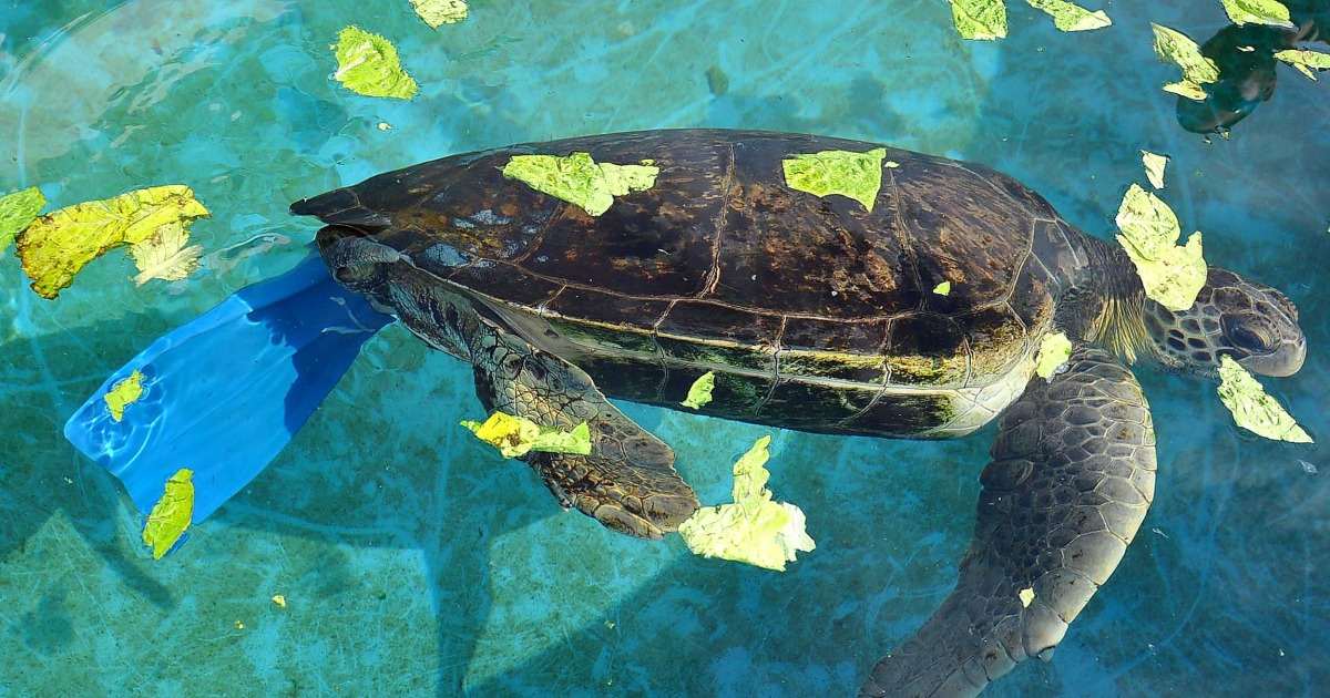 How U.S. Fighter Jet Design Helped A Turtle Find Life - And Love