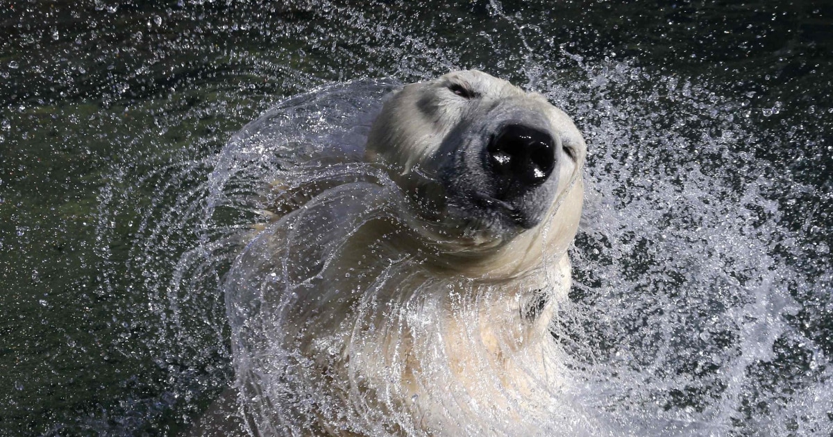 Shake Dry: Polar Bears Take a Dip in St. Petersburg