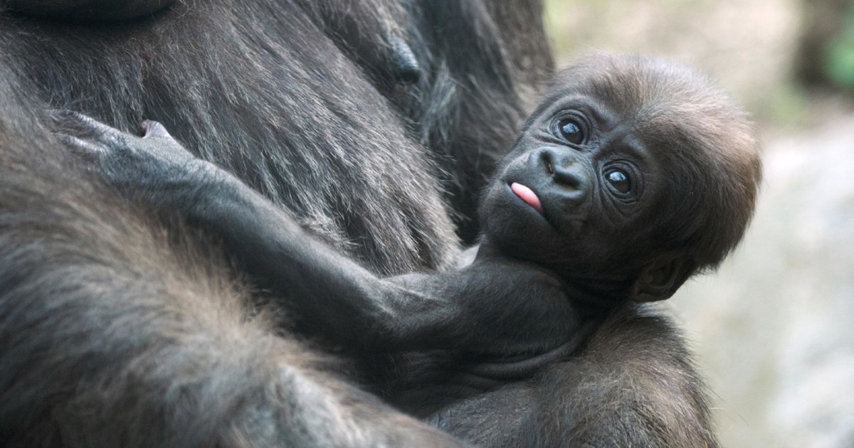 Newborn Gorillas Make Debut at Bronx Zoo