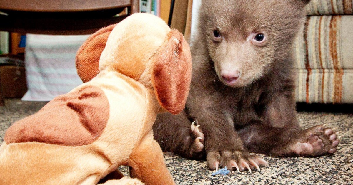 The Cubs just became your new favorite team after hanging out with adorable bear  cubs