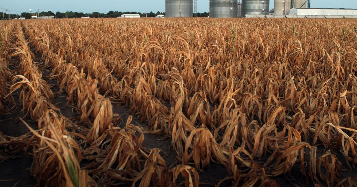 Farmers harvest corn at the Field of Dreams