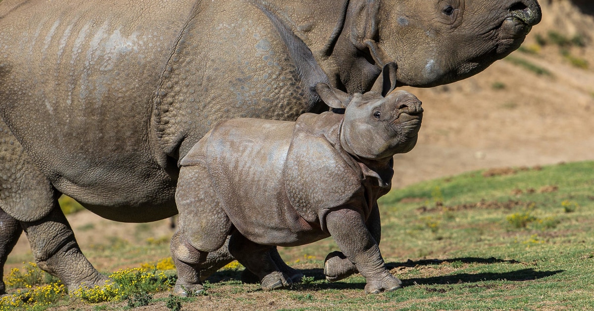 Rhinoceros Calf Makes Big Debut at San Diego Zoo Safari Park