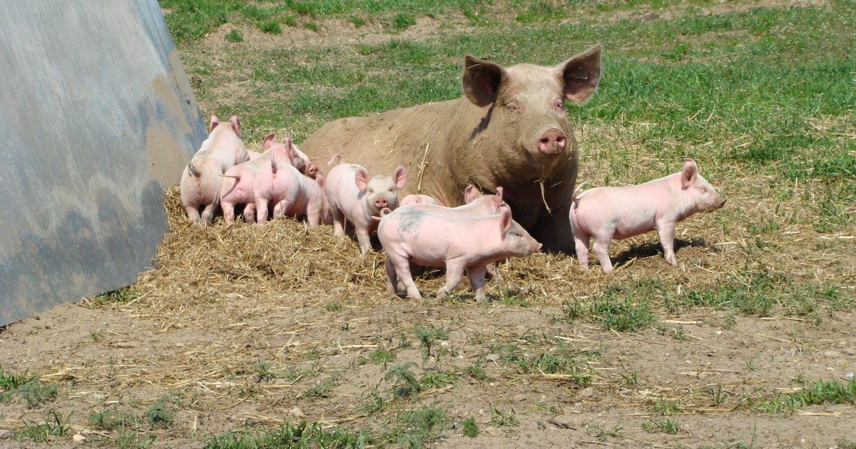 Germany's My Little Farm Wants You to Meet Your Meat