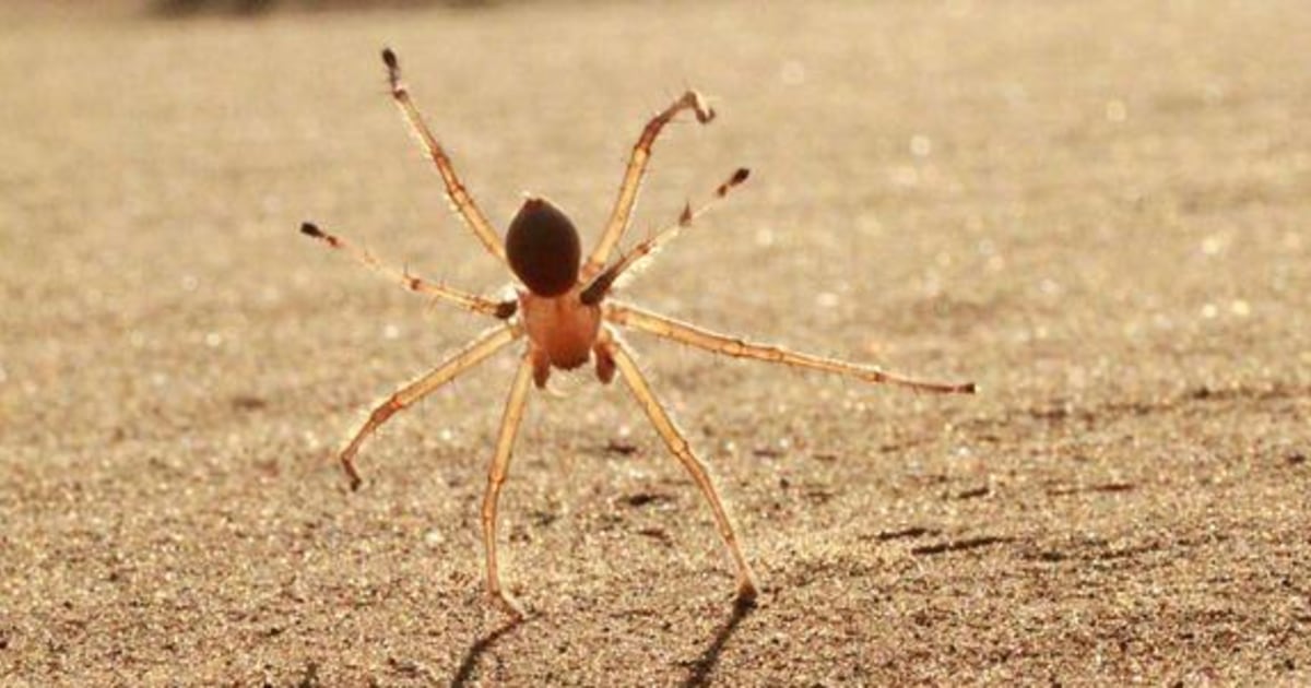 New Spider Species Cartwheels Down Sand Dunes