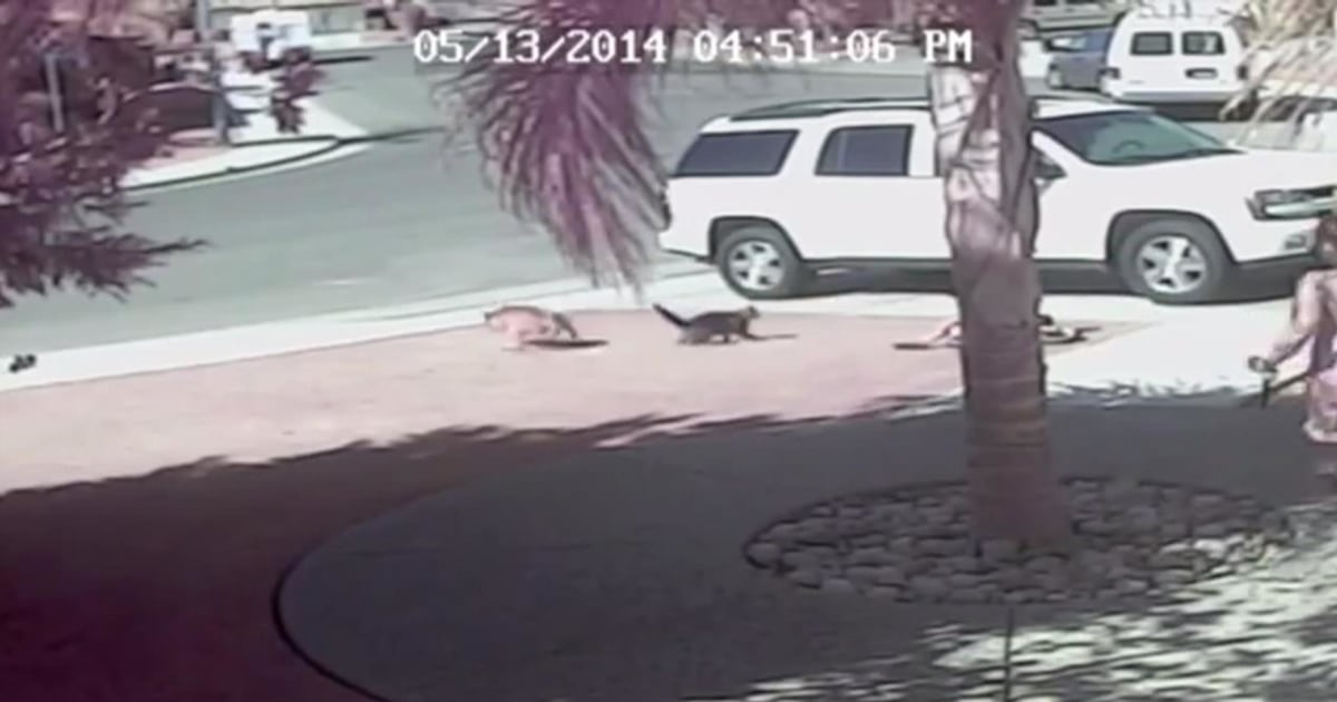 Hero Cat Saves California Boy From Dog Attack
