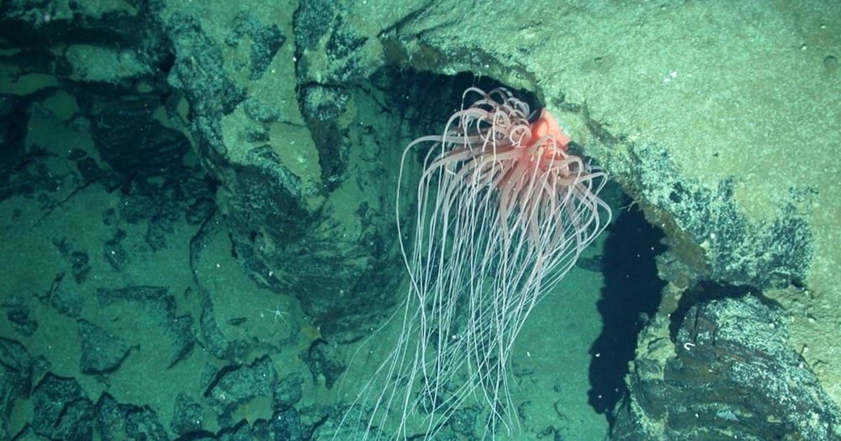 'Sea Anemone' Reclassified as New Kind of Animal