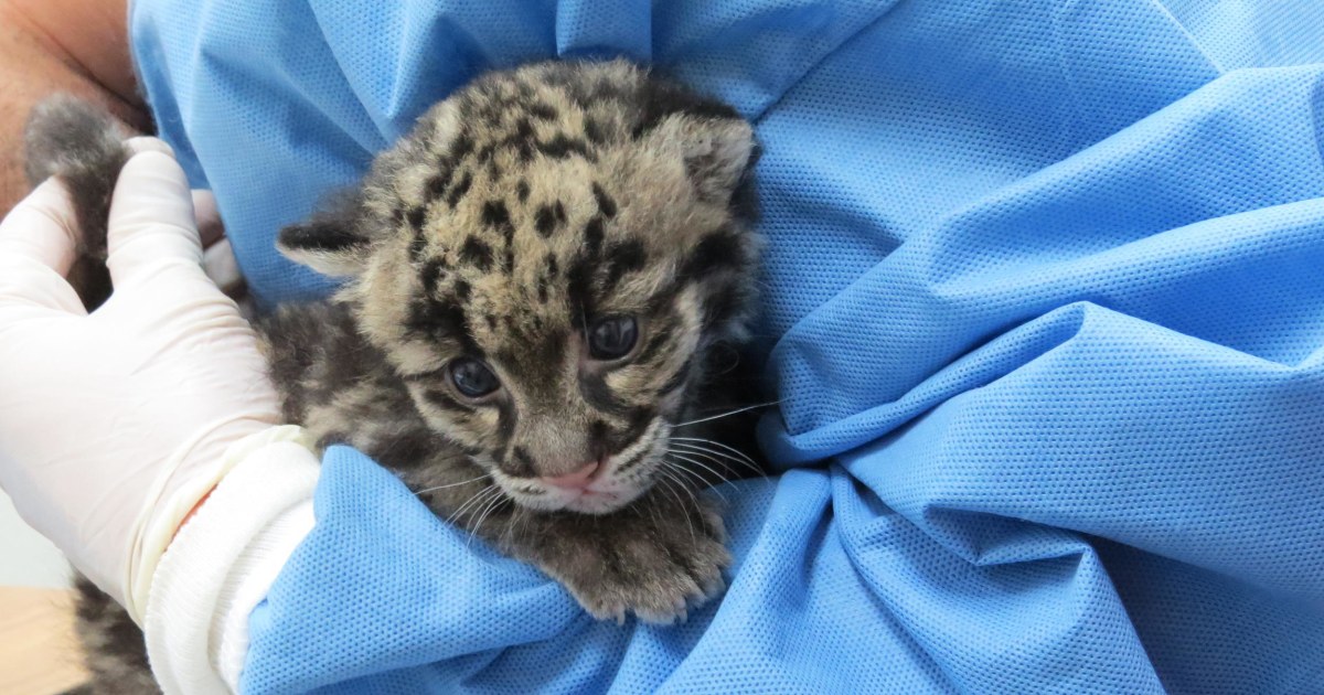 Denver Zoo Welcomes Clouded Leopard Cub