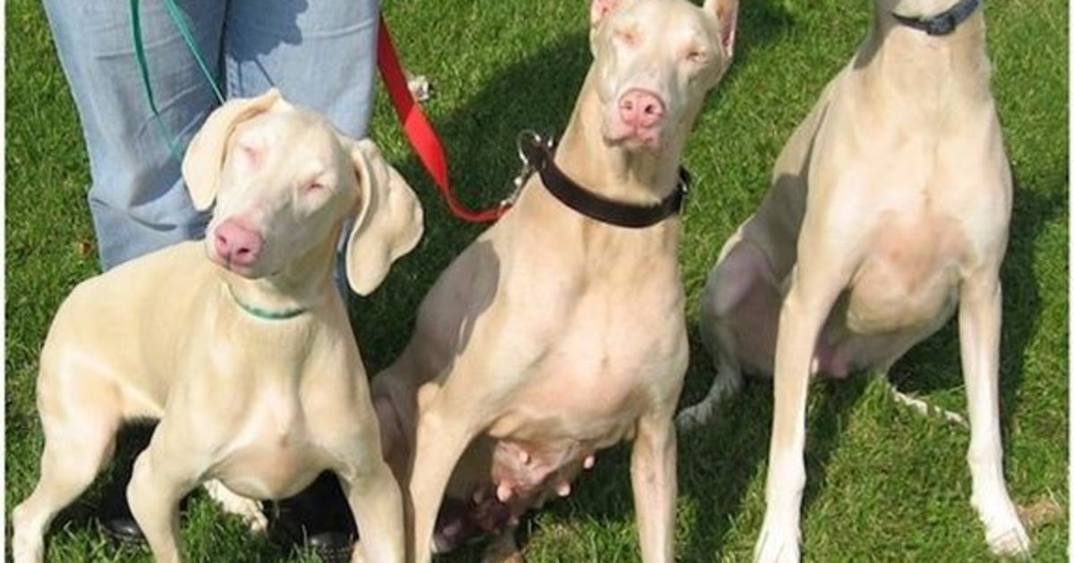 Albino dogs best sale for sale