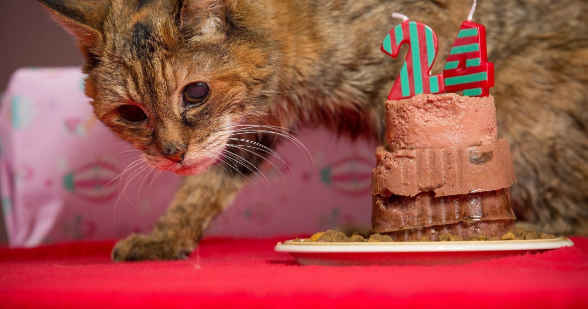 My cat is 24 shop years old