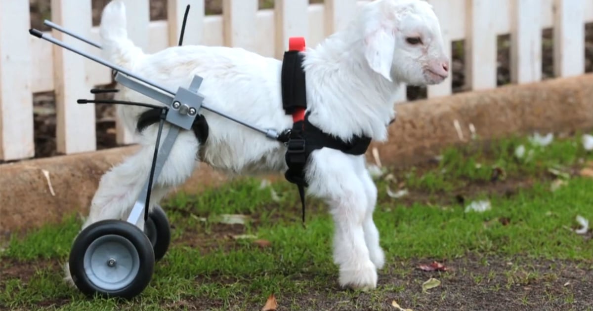 5 Speed Reads Watch This Baby Goat Walk With a Mini