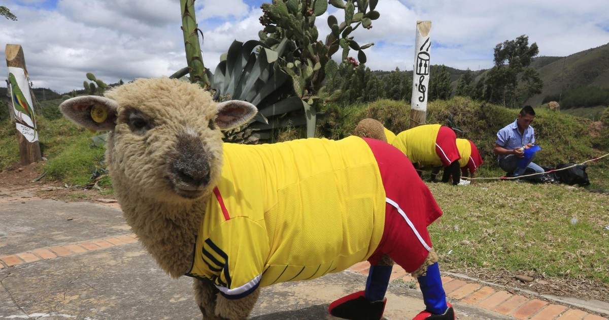 Sheep Show Their Colors Ahead of Soccer World Cup