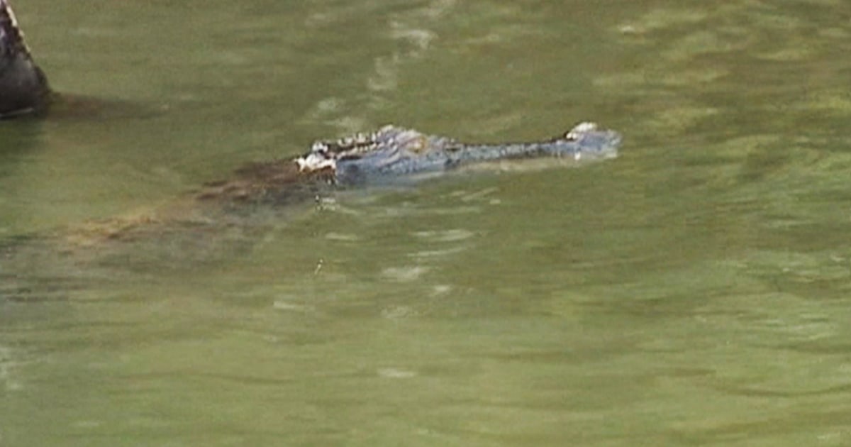 Australia Cops Kill Two Crocodiles, Find Human Remains Inside One