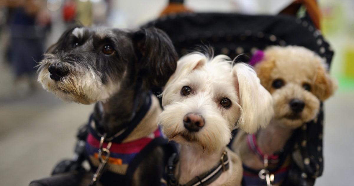 Luxury Nursing Home for Dogs to Cost 1K Per Month in Japan