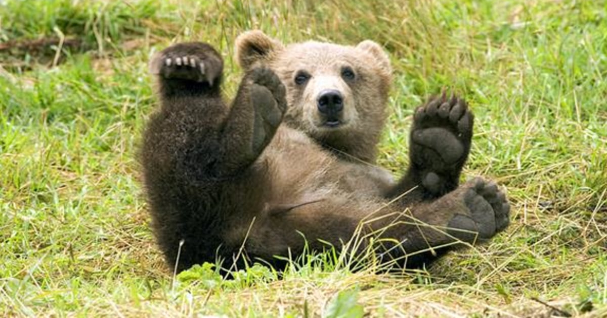 Brown Bears Caught Performing Oral Sex In Croatia
