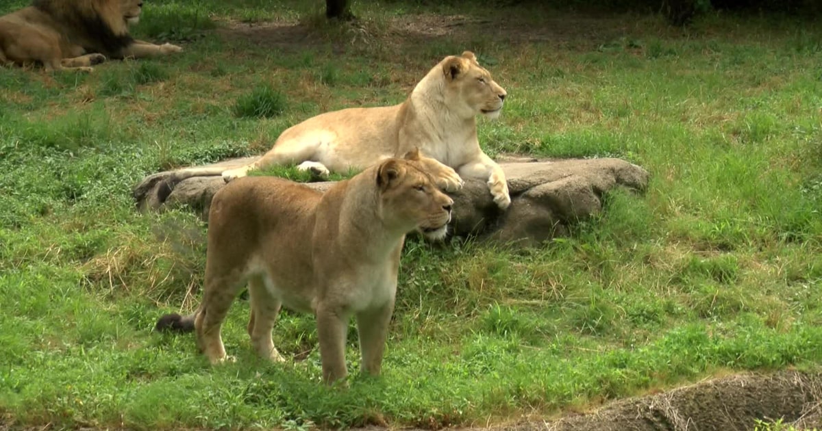 Woman Jumps Barrier to Feed Cookies to Zoo Lions — Again