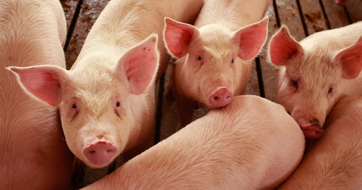 FDA Moves to Ban CancerCausing Pork Antibiotic