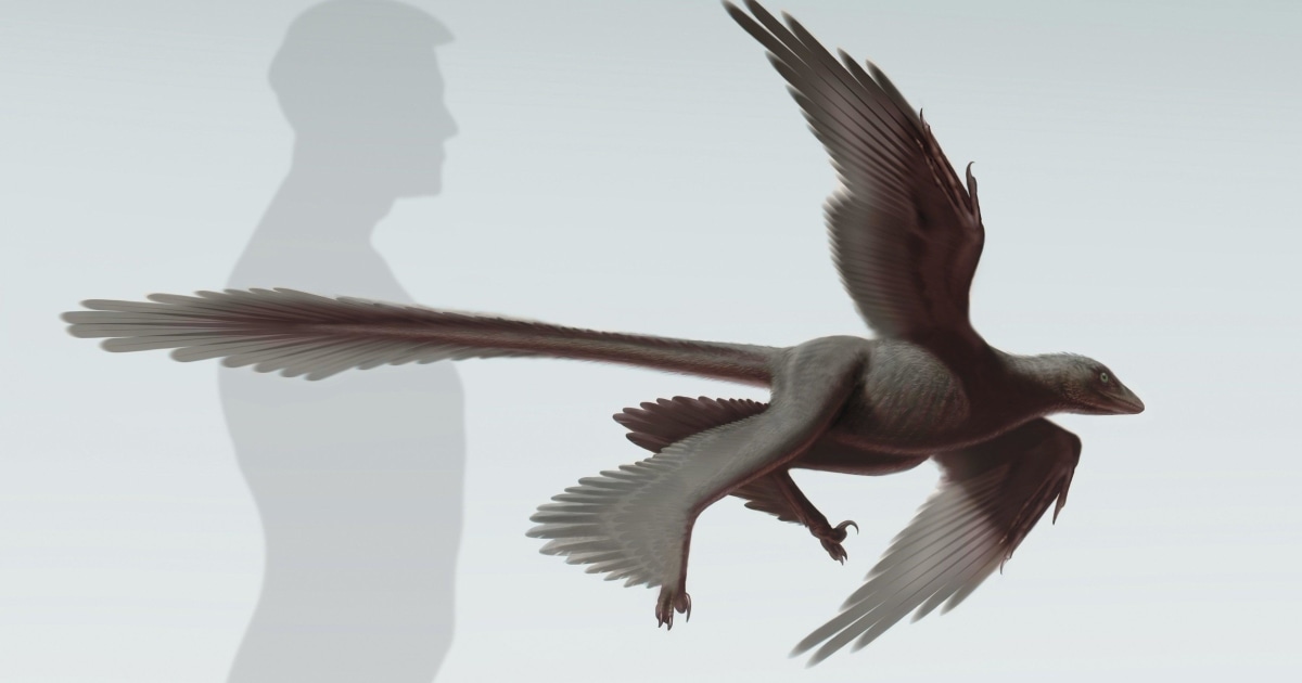 dinosaur birds that fly