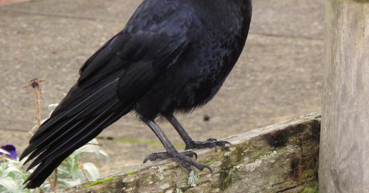 Eat Crow Utah Hunters Have To Under Rules for New Season