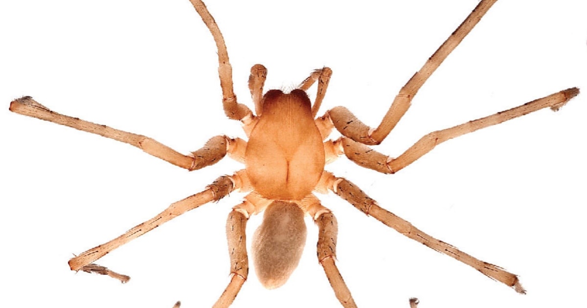 Eek! Eyeless Spiders Come to Light in Dominican Cave