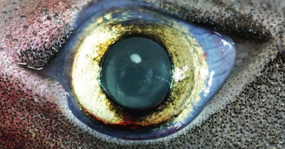 Ем глаза рыбы. Глаза акулы. Акулий глаз. Глаз рыбы.