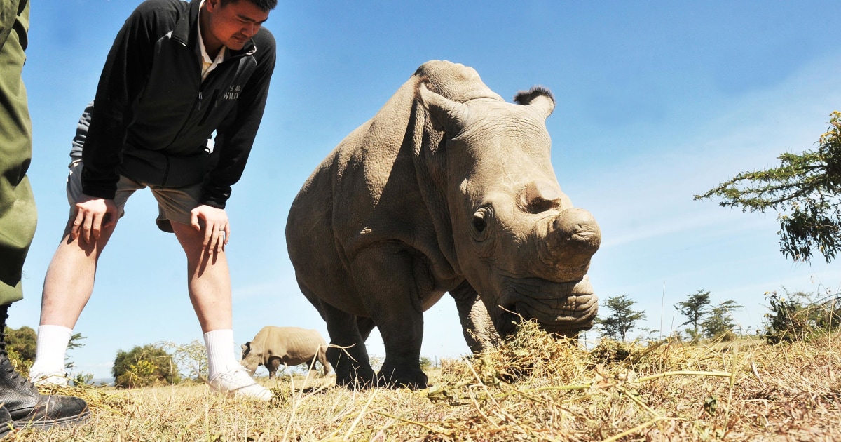 Ex-NBA Star Yao Ming Aims to Wean China Off Ivory and Shark Fins