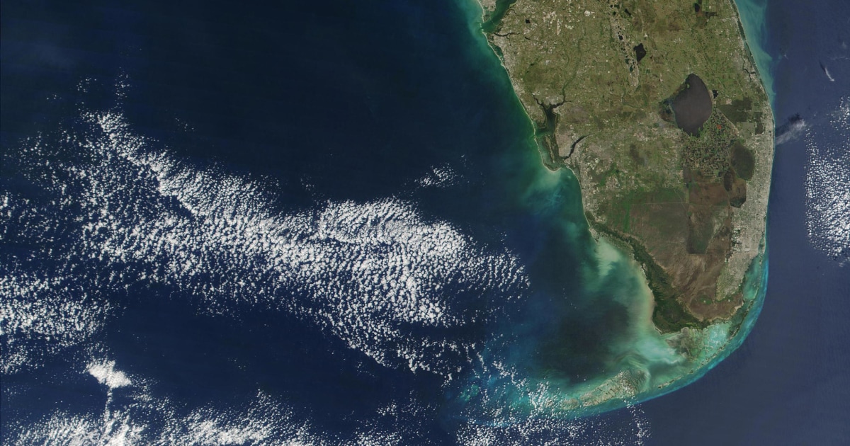 red tide florida miami red tide florida miami