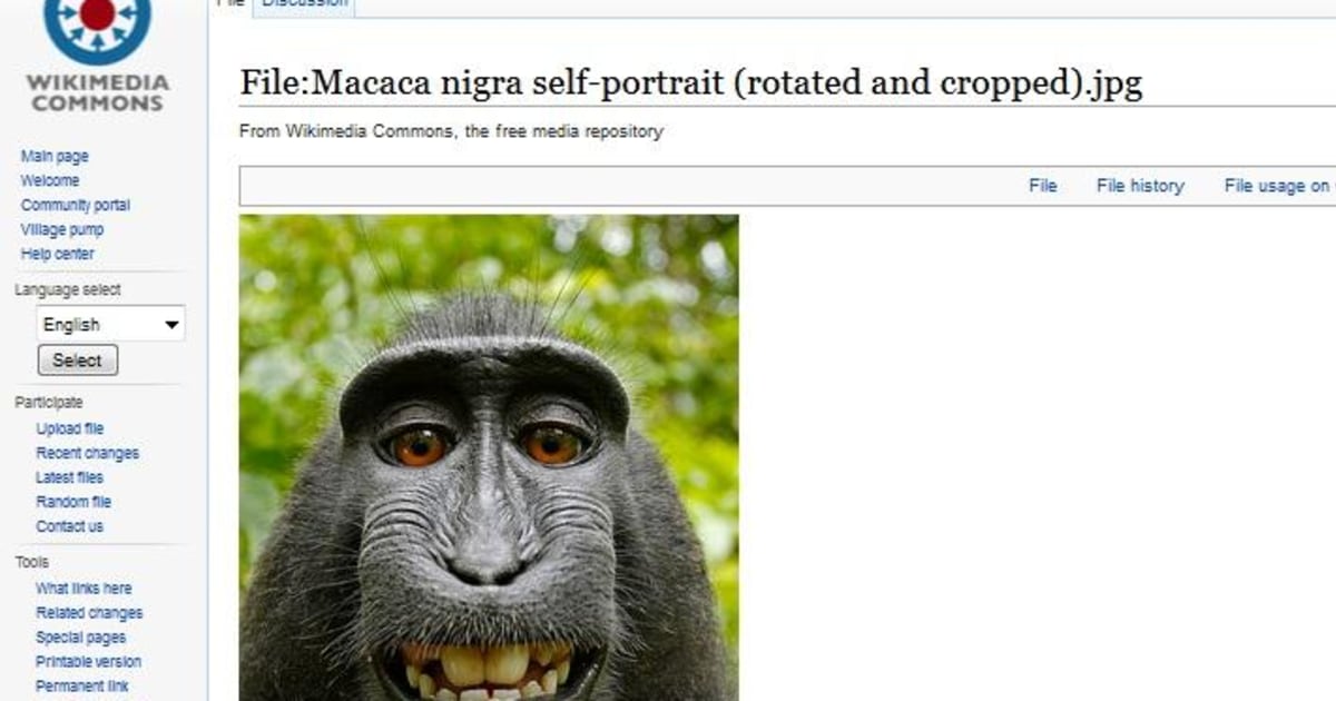 Wikipedia Defends the Monkey Selfie