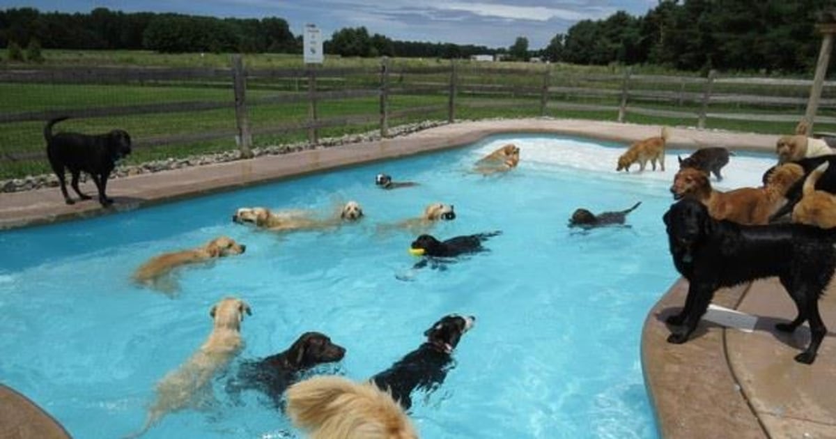 Doggie Day Care Gives New Meaning to 'The Pool is Open'