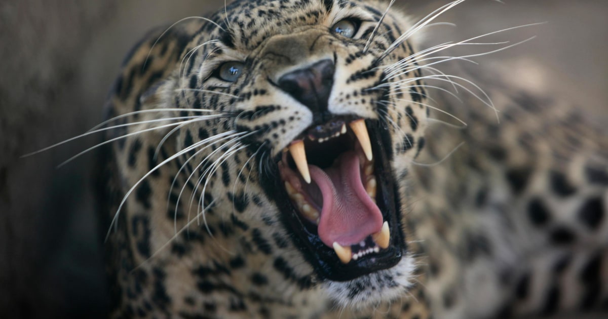 India Widow Kills Leopard With Farm Scythe After 30 Minute Fight