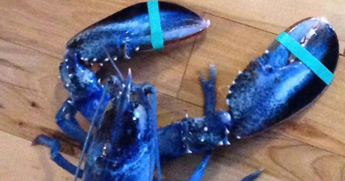 Blue Lobster Caught Off Maine Coast Gets New Home