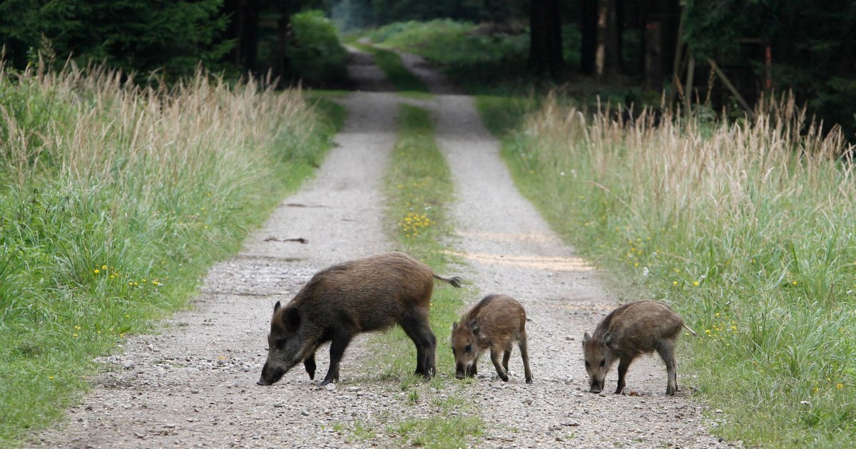 Wild mushrooms and boar in southern Germany still display Chernobyl cesium-137 contamination after 40 years