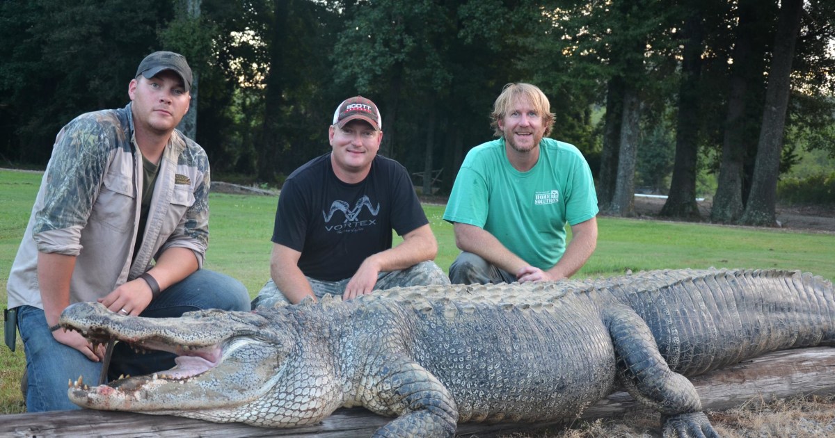 792Pound Alligator Breaks State Hunting Record in Mississippi