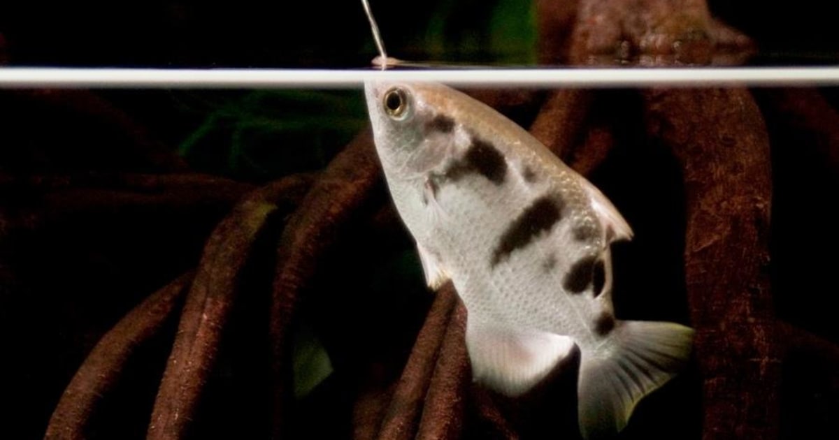 Nice Shot! Archerfish Use Complex Process to Turn Water Into Tool
