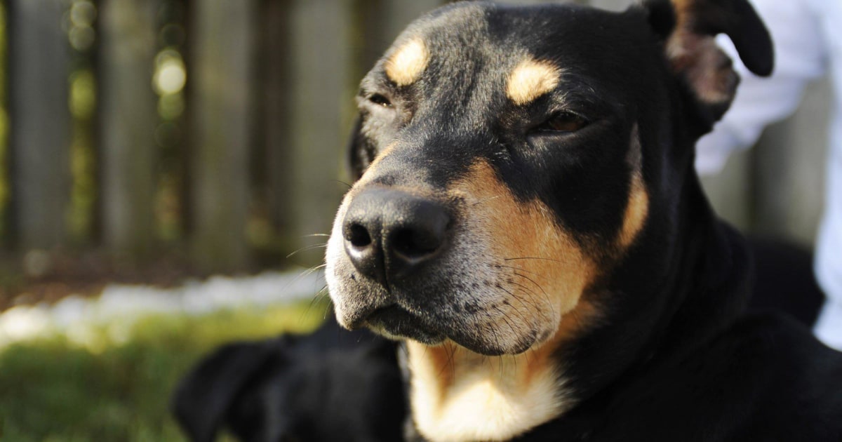 Dog Named 'Lazarus' Survives Euthanasia Attempt
