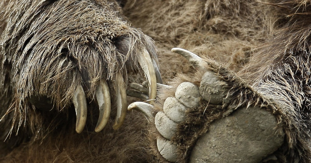 Man Attacked by Bear Then Shot by Friend