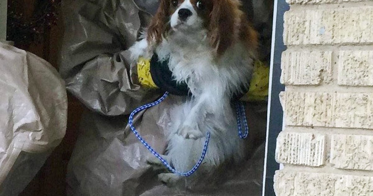 Ebola Patient Nina Pham's Dog, Bentley, Tests Negative for Virus