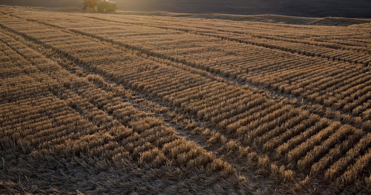 Monsanto to Pay Pacific Northwest Wheat Farmers Over Tainted Fields