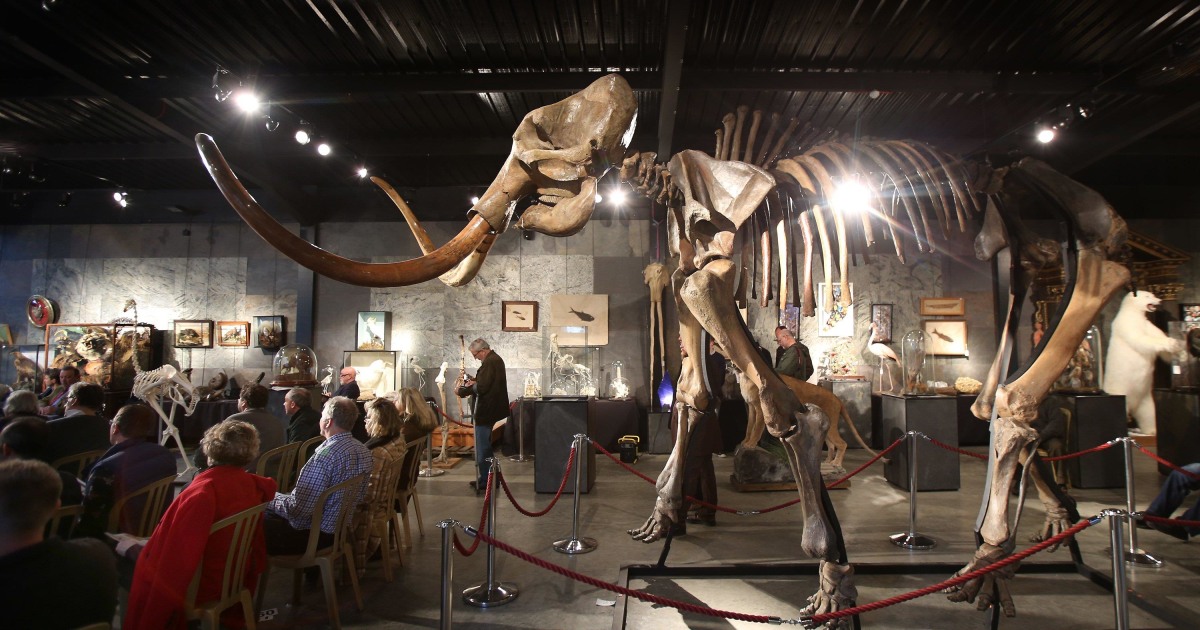 Woolly Mammoth's Skeleton Sells for $300,000 at Auction