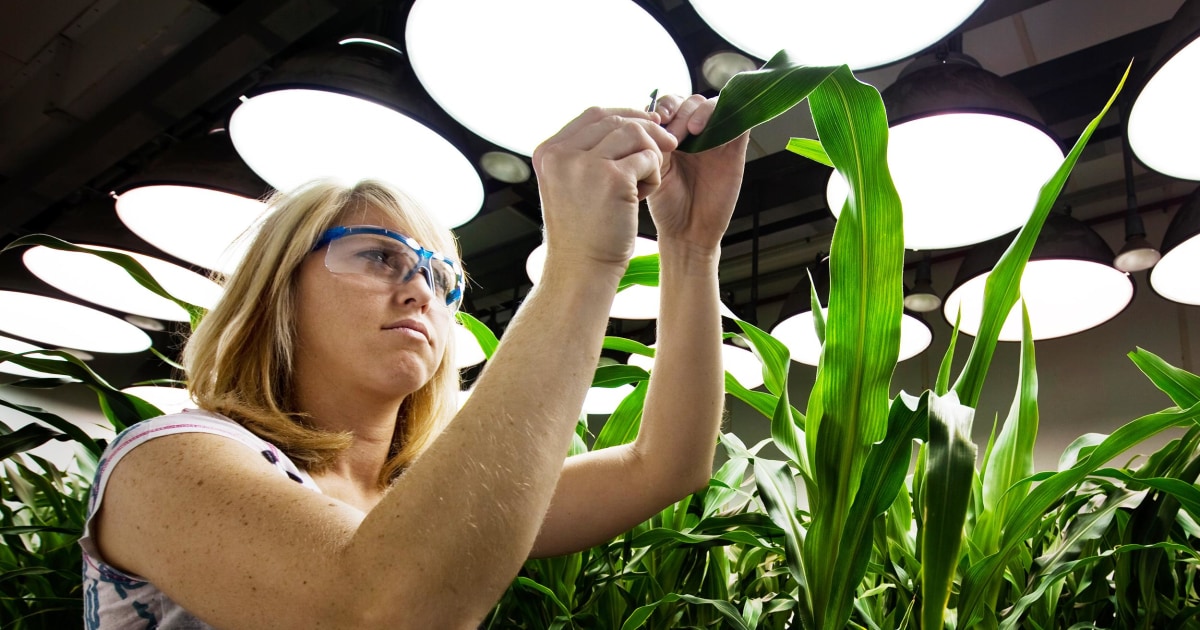 There's No Need to Label GMO Plants, FDA Says