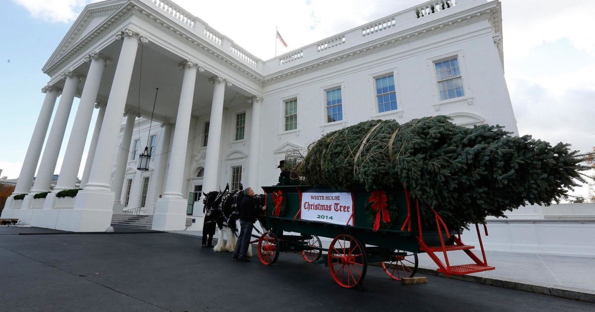 Dreaming of a White House Christmas Presidential Tree Arrives