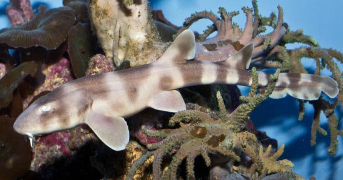 Mystery Shark Birth: Pup Born in Aquarium With No Fathers Around