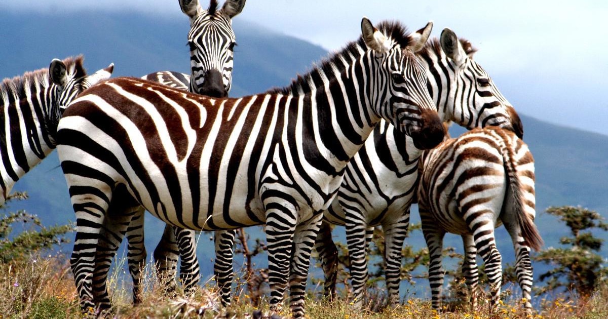 Explanation for Why Zebras Have Stripes Just Got More Complicated